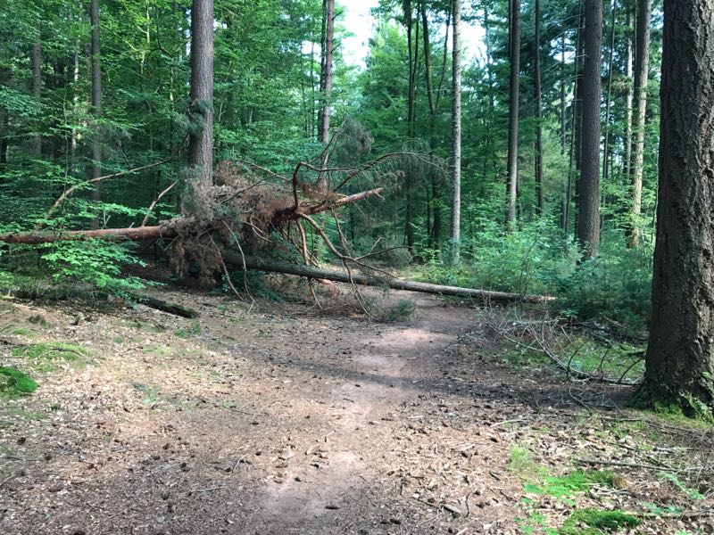 Umgefallener Baum (Nr.266) - Waldecho Rheinland-Pfalz